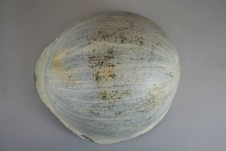 A close-up of a white shell

AI-generated content may be incorrect.